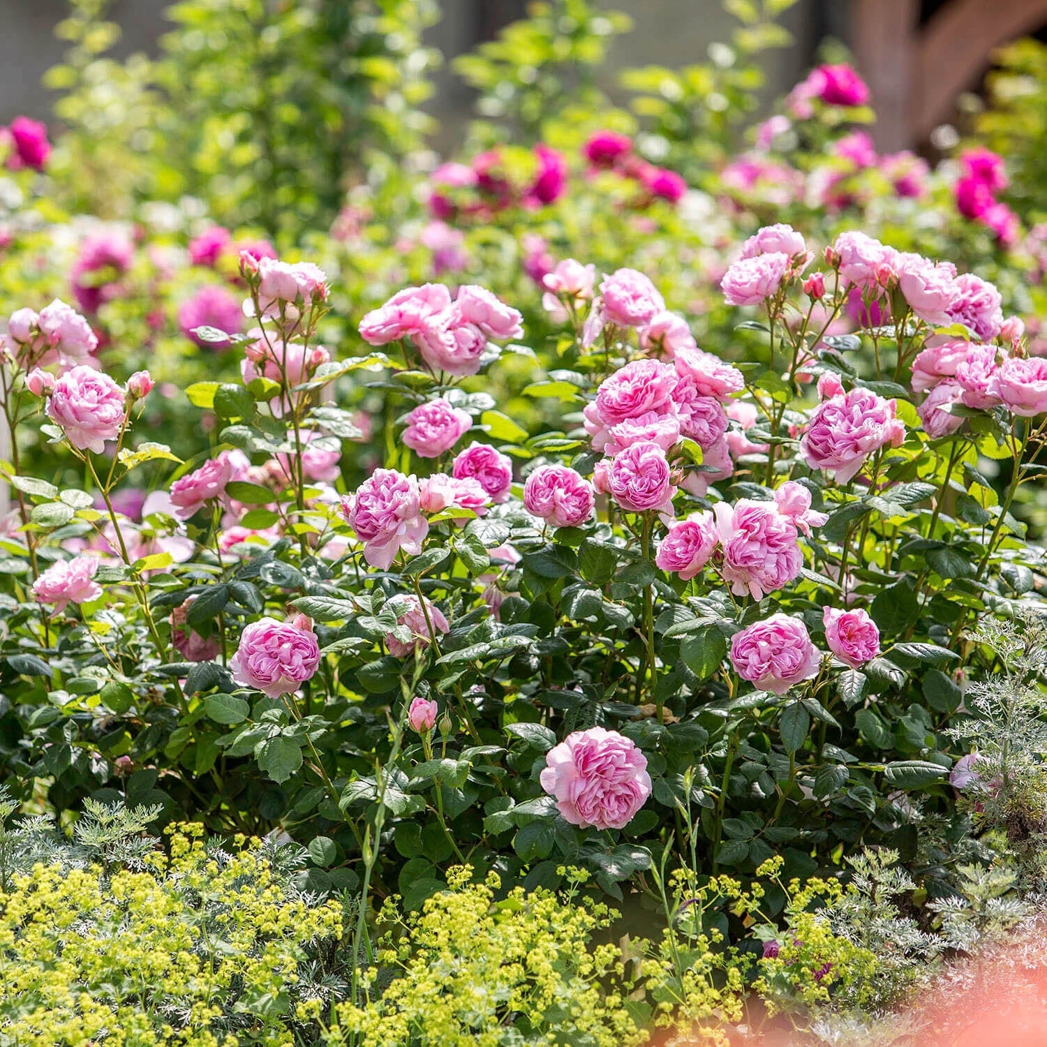 Bouquet of pink roses with green leaves in a garden setting