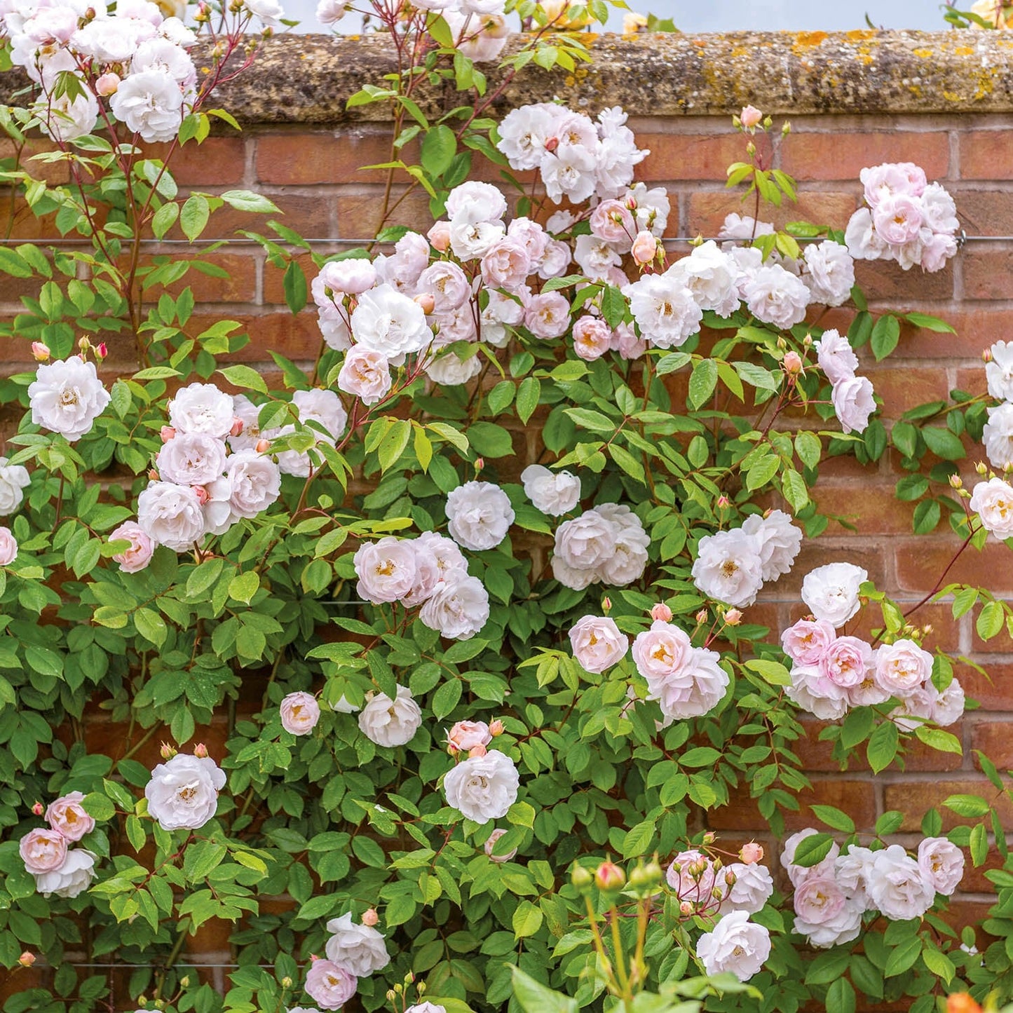 White and light pink flowers climbing a brick wall