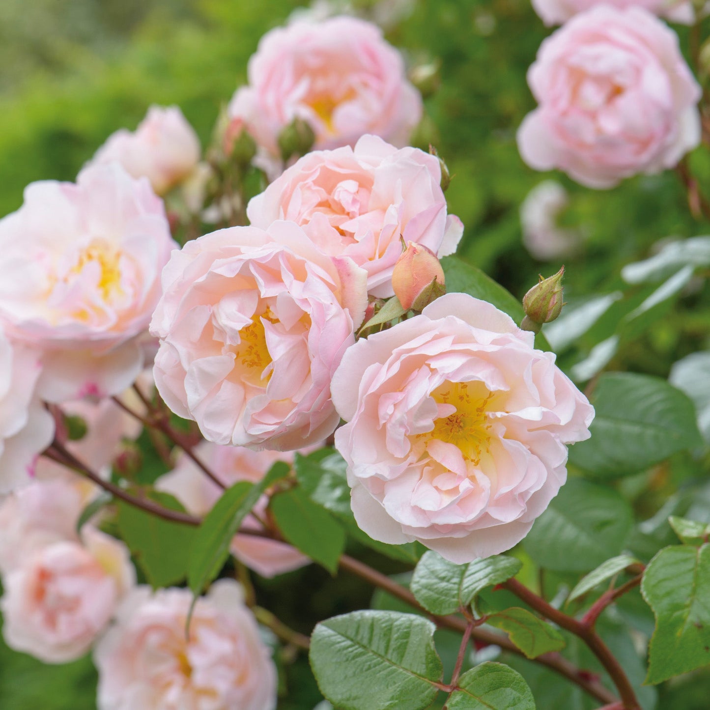 Close-up of pink roses yellow centers with green leaves
