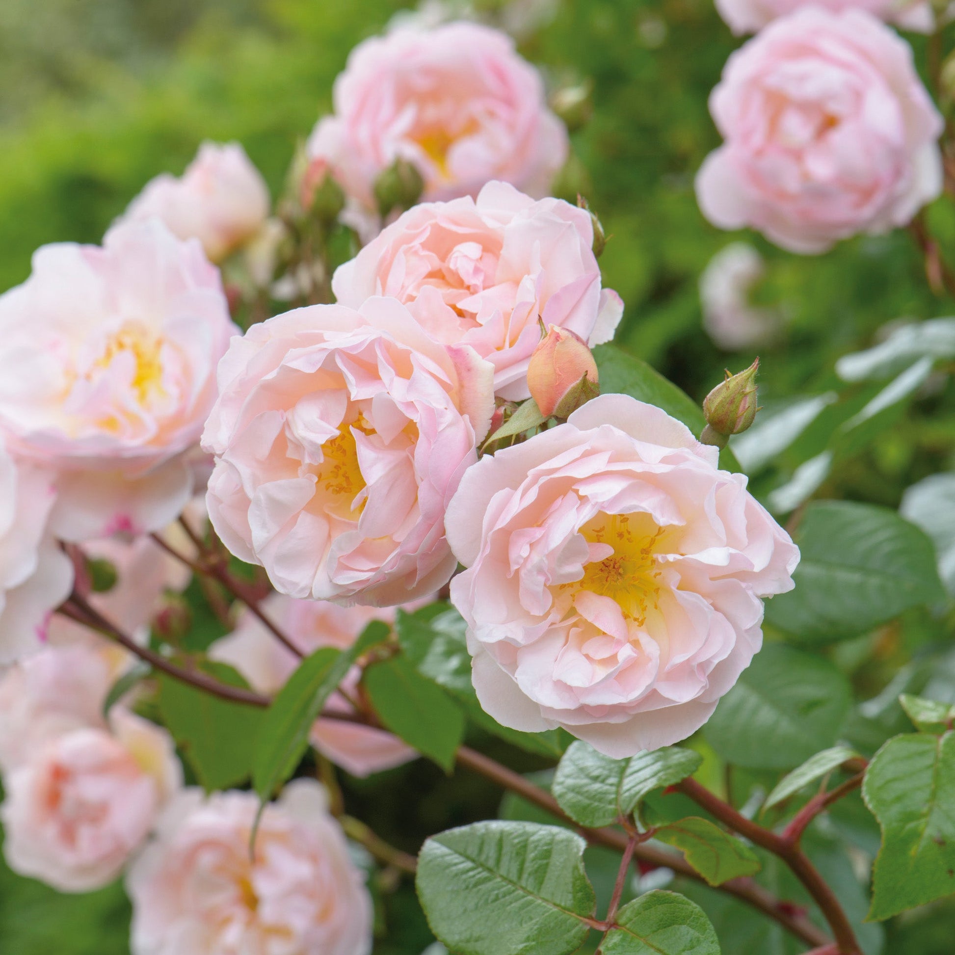Close-up of pink roses yellow centers with green leaves