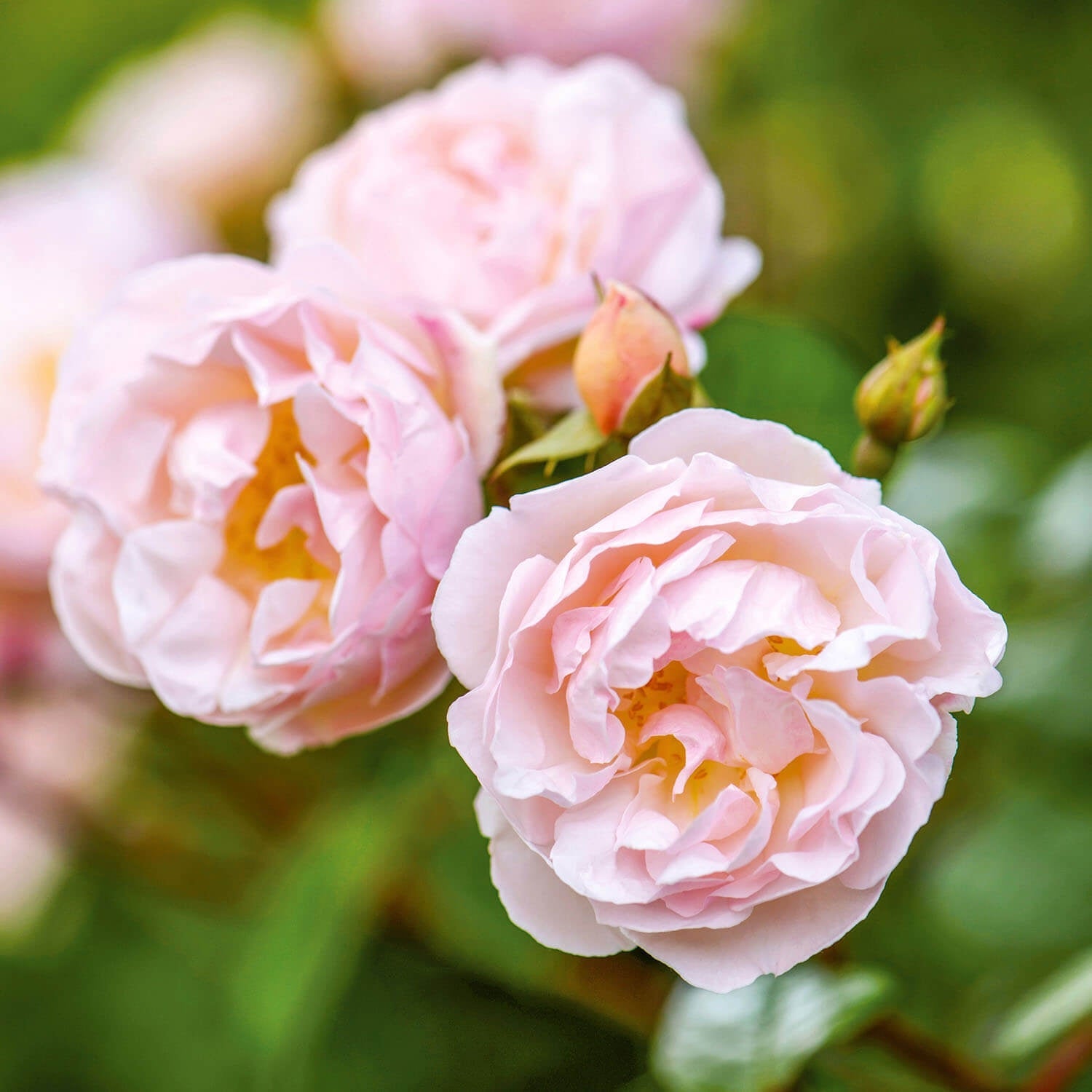 Close-up of pink roses with a blurred green background