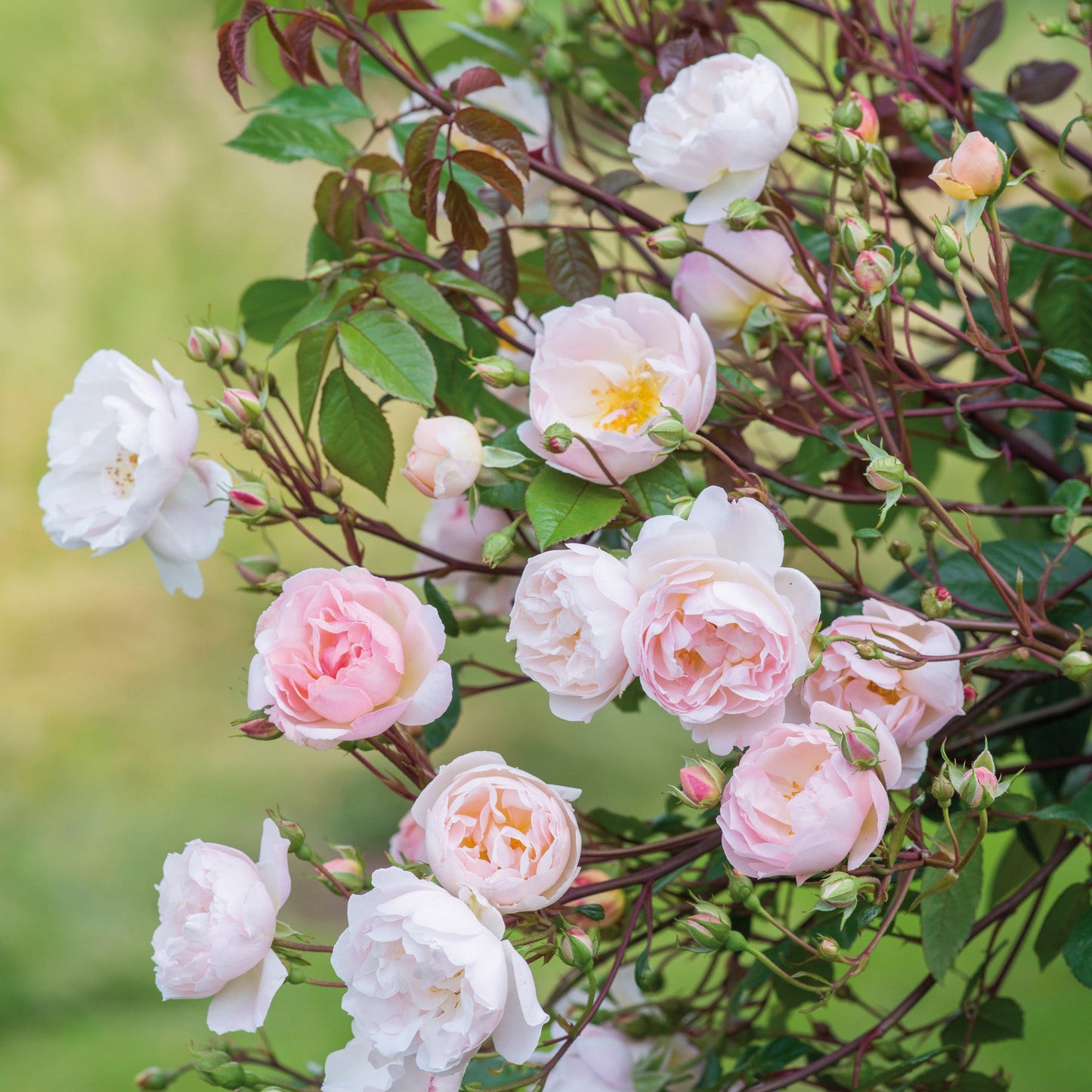 Close-up of light pink and white roses with green leaves on a blurred green background