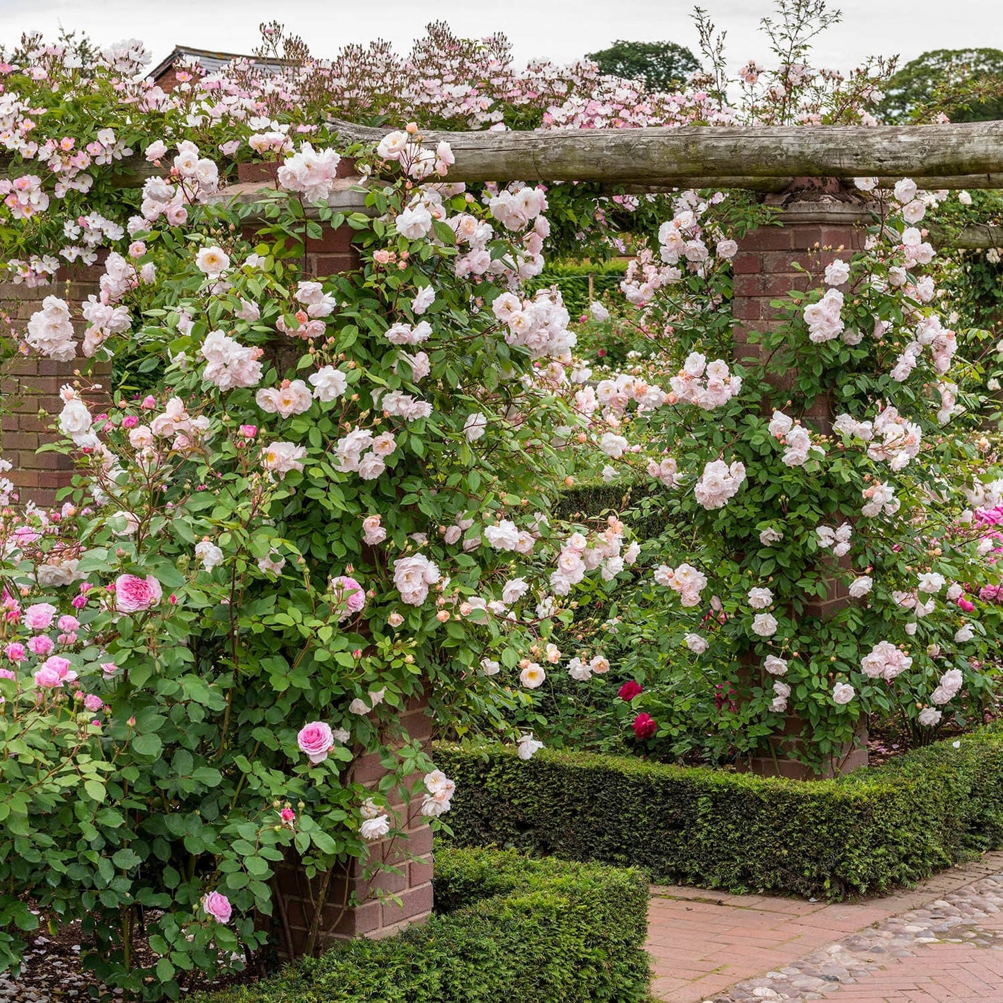Garden with pink and white flowers climbing over a wooden archway and brick wall.