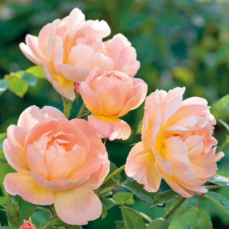 Close-up of pink roses with a blurred green background