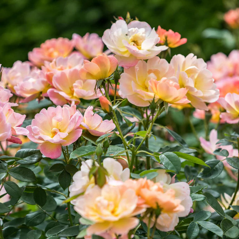 Close-up of pink and yellow flowers with green leaves