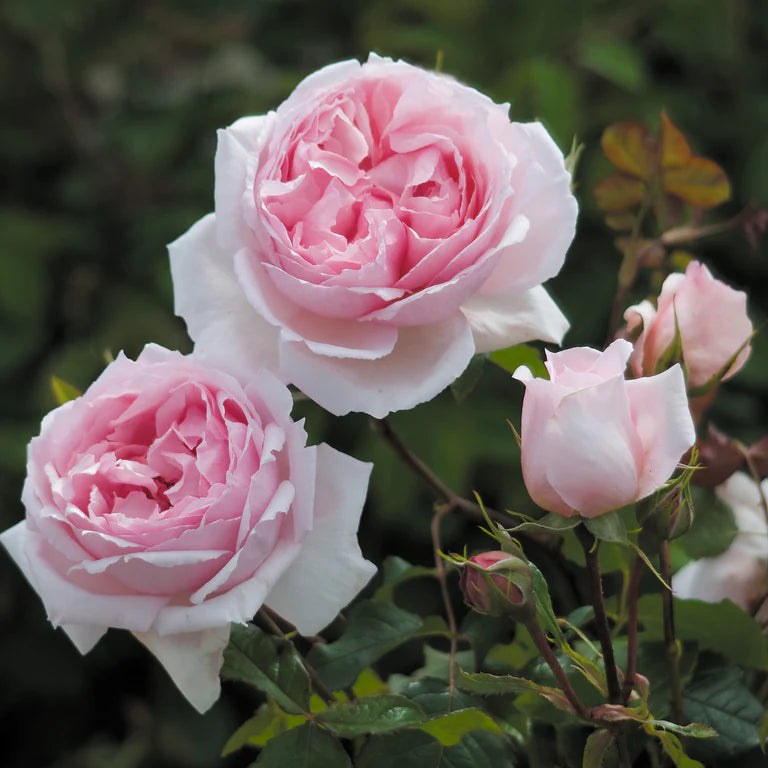 Close-up of pink roses with green leaves on a blurred background