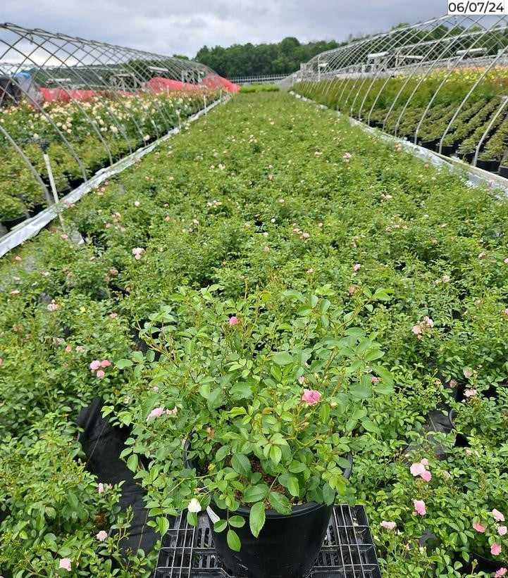 The Fairy Rose in the nursery