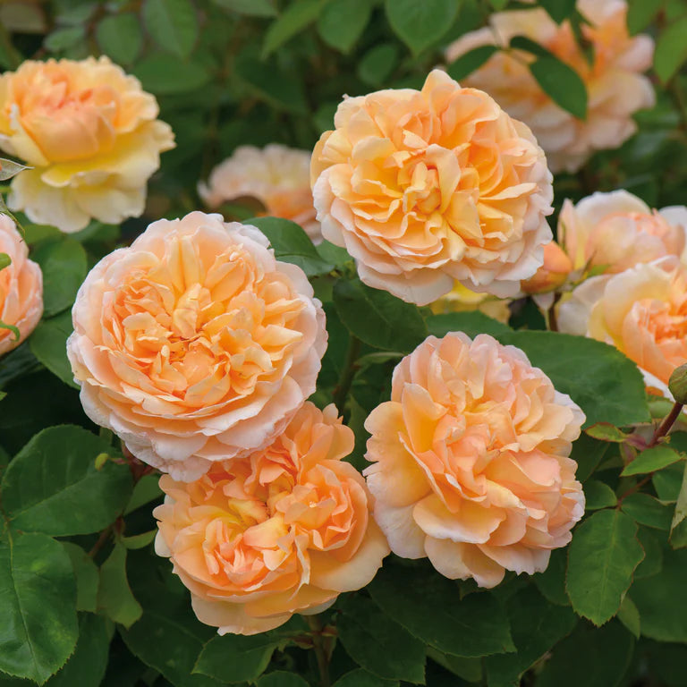 The Lady Gardener® English Shrub Rose flower close up