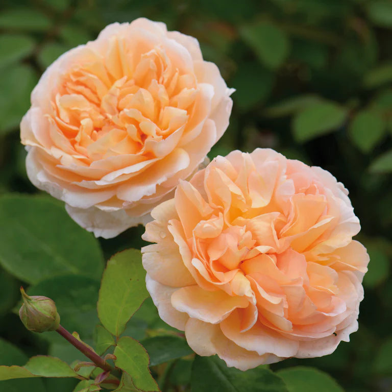 The Lady Gardener® English Shrub Rose flowering