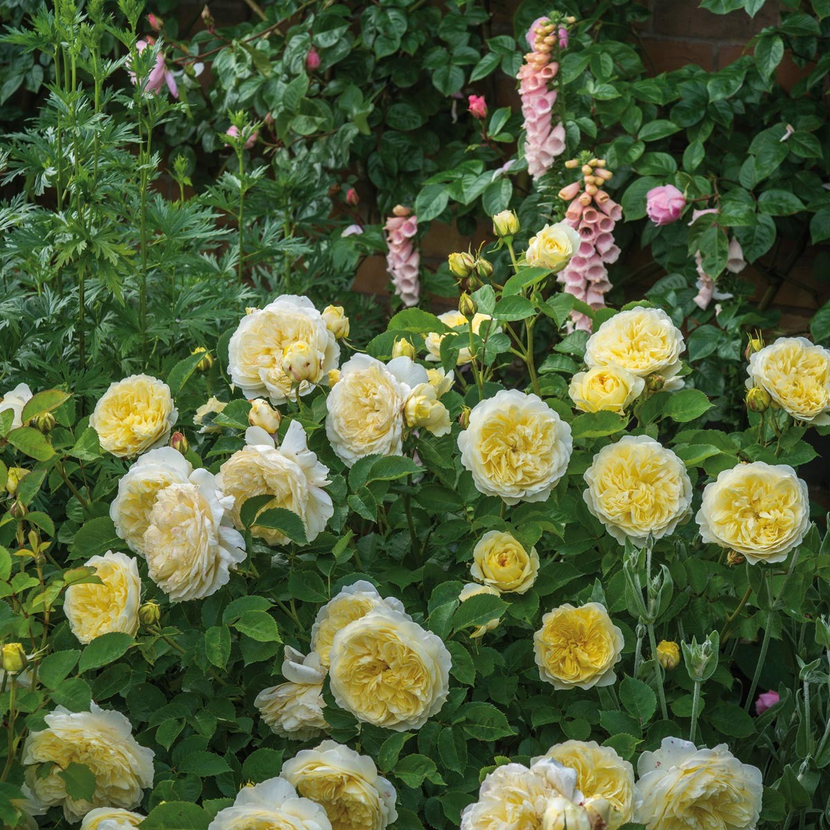 The Pilgrim English Climbing Rose flowering in the garden