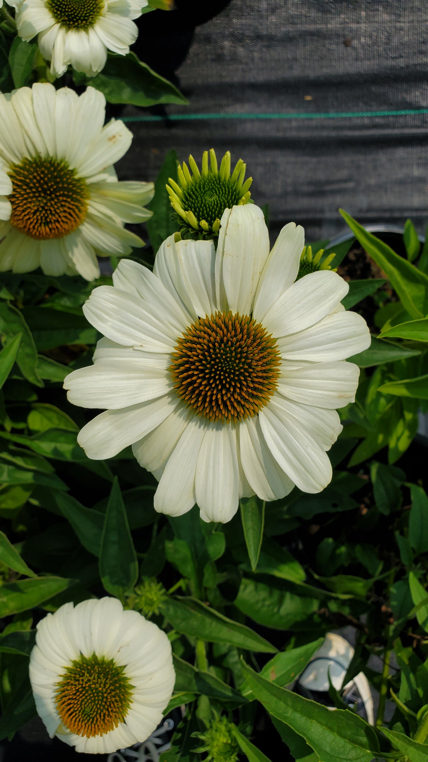 The Prince is White Coneflower with vibrant flower