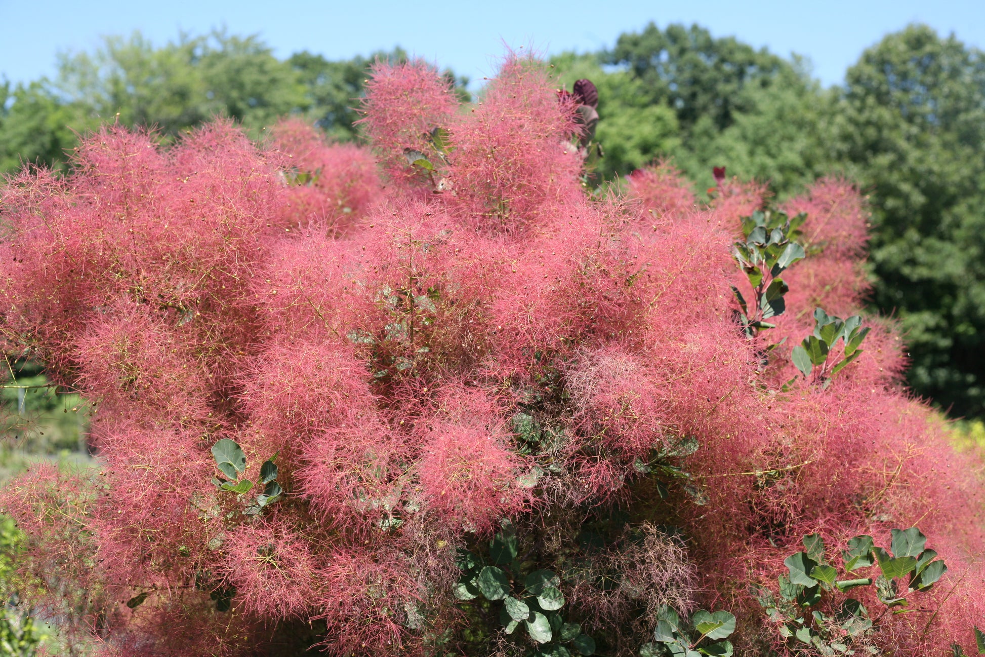 The Velvet Fog® Smokebush covered in blooms