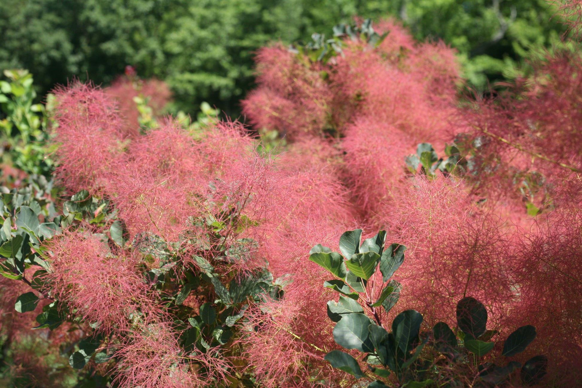 The Velvet Fog® Smokebush flower close up