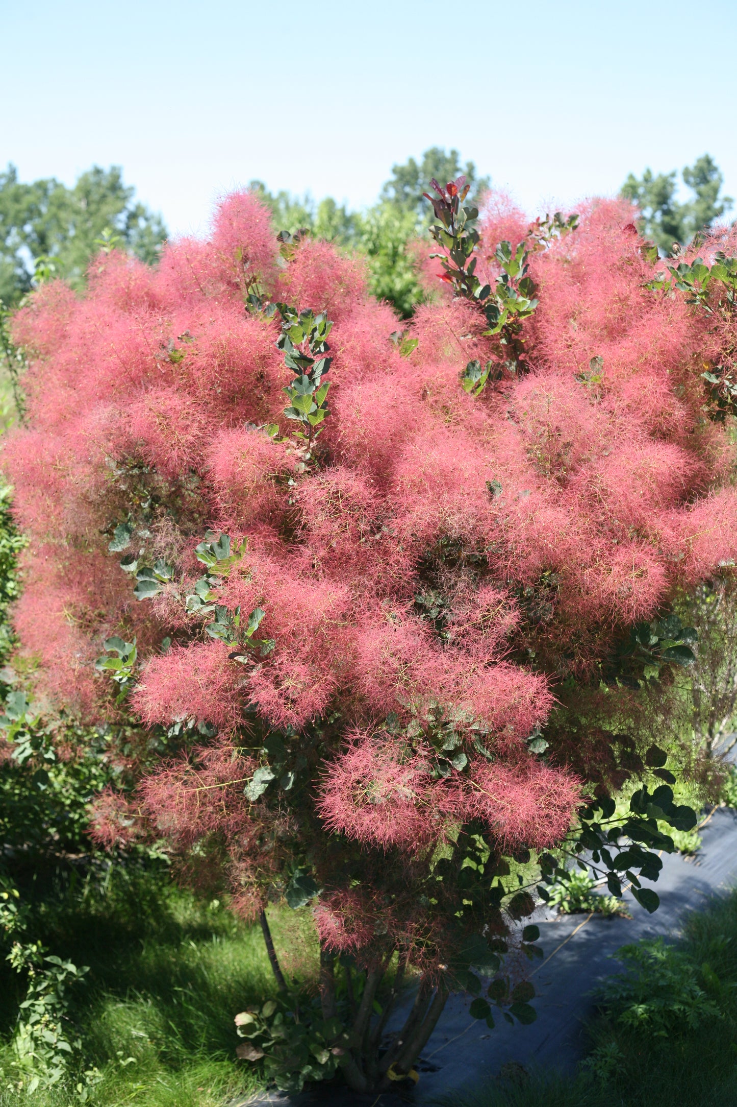 The Velvet Fog® Smokebush flowering in the garden