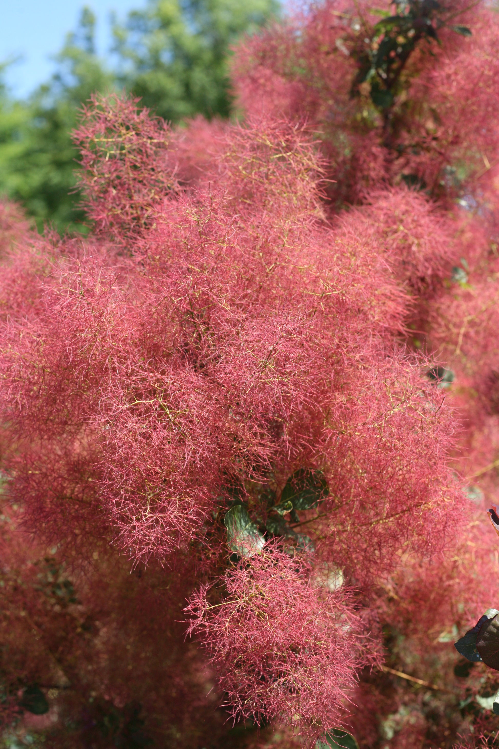 The Velvet Fog® Smokebush covered in blooms