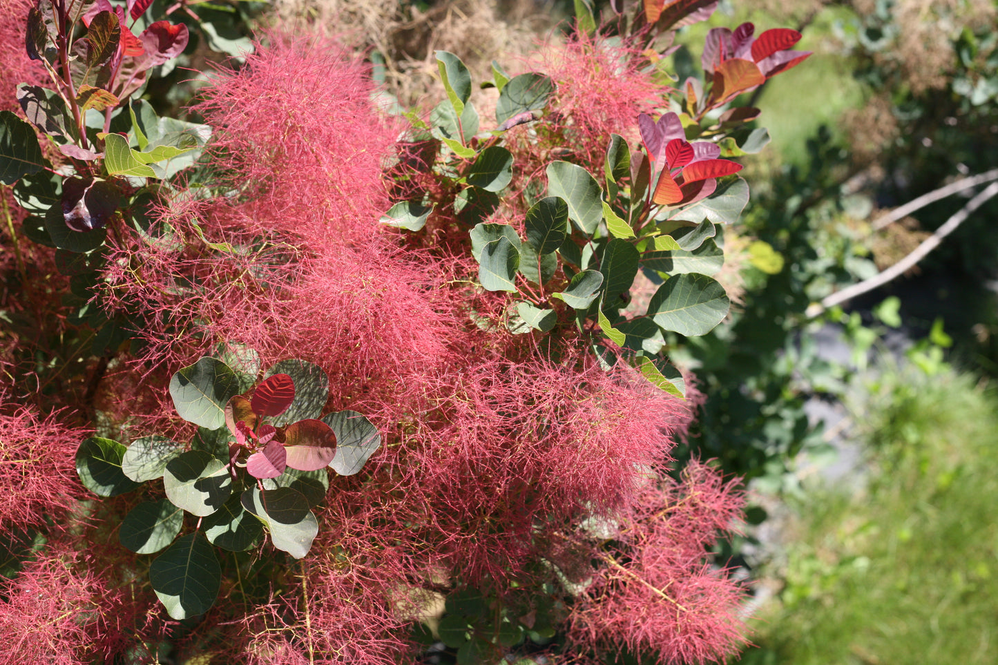 The Velvet Fog® Smokebush red flower