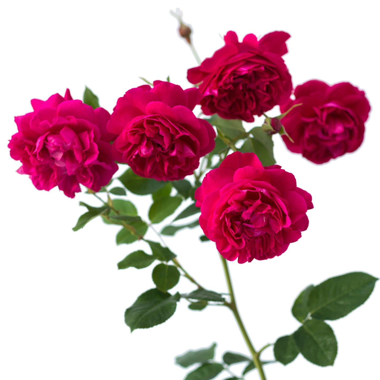 Bouquet of bright pink roses with green leaves on a white background