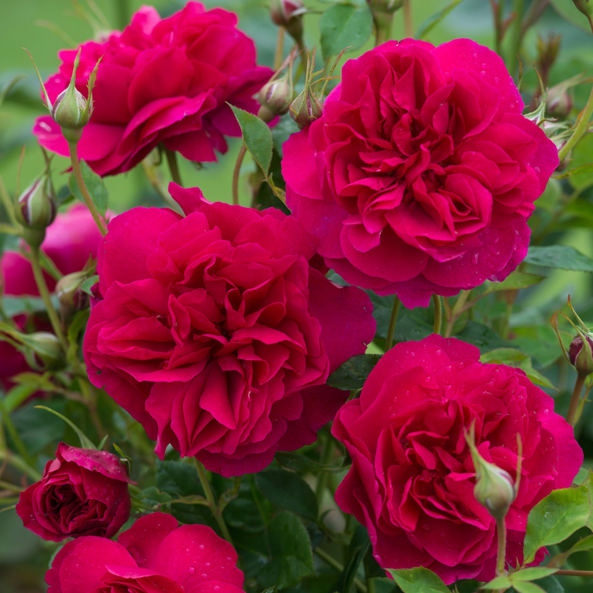 Close-up of vibrant pink roses with green leaves on a blurred green background