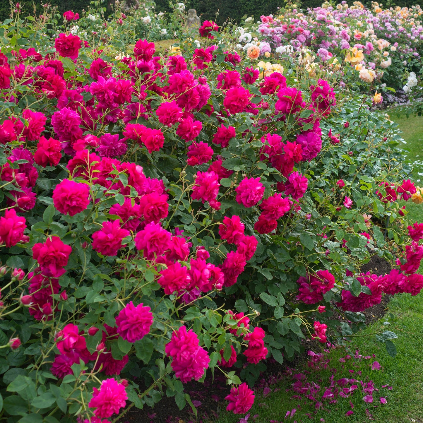 Bouquet of bright pink flowers with a garden background