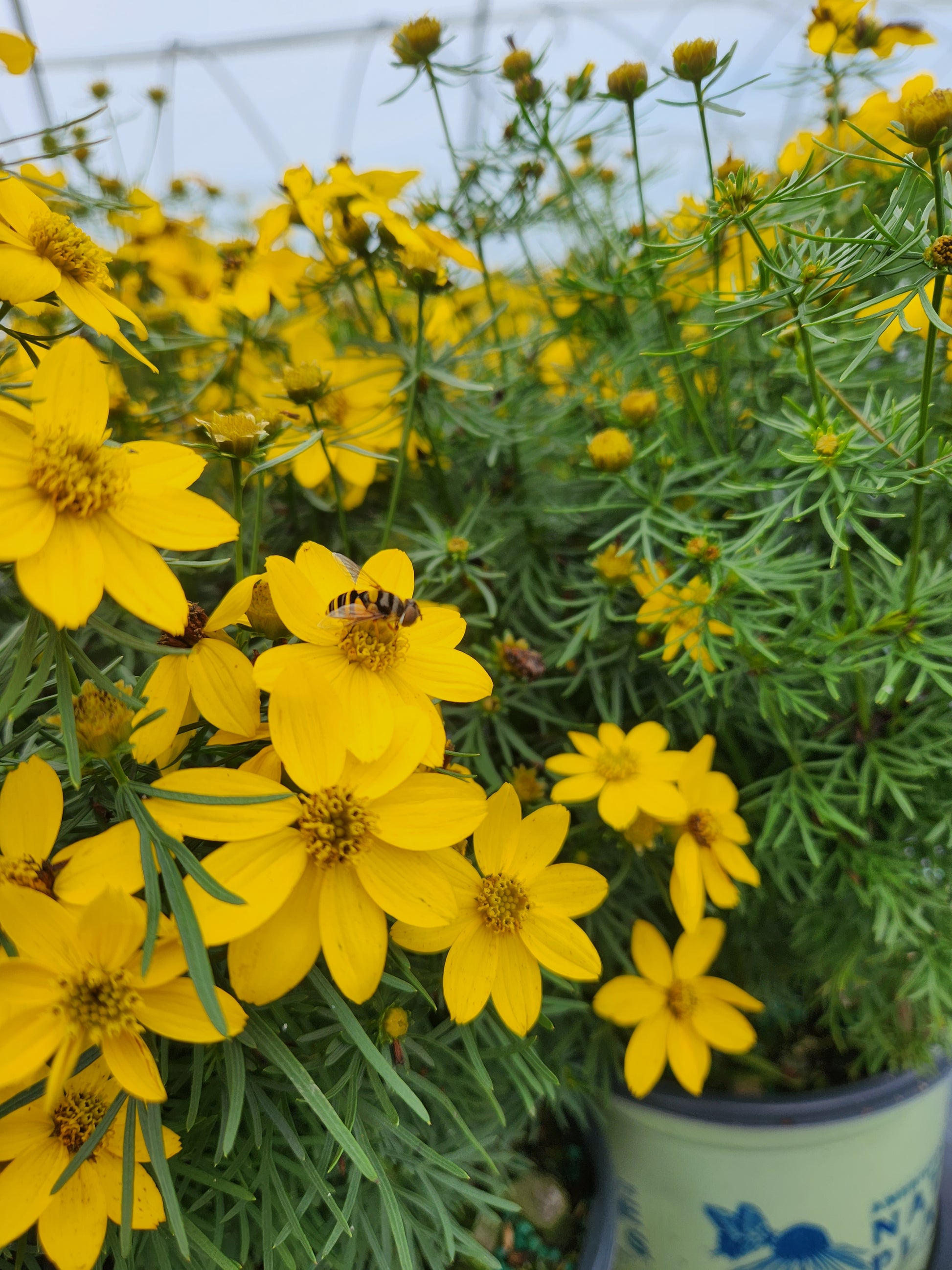 Threadleaf Tickseed blooming in pot