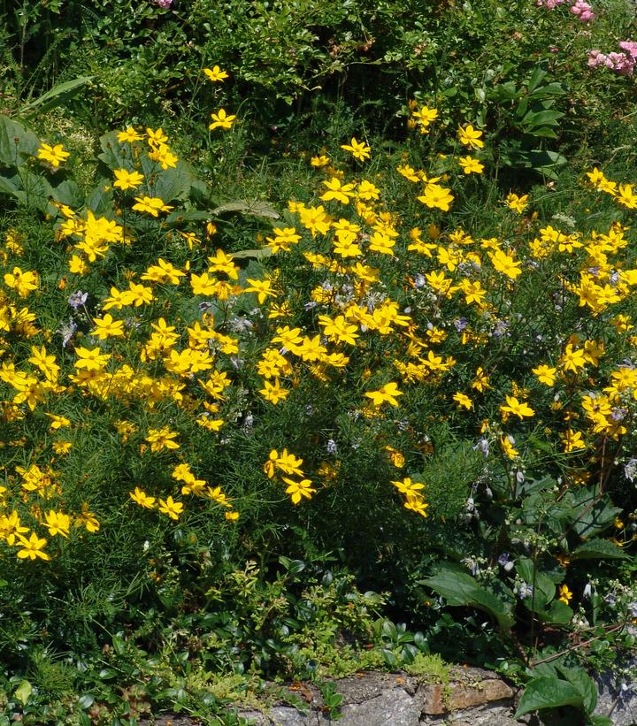 Threadleaf Tickseed flowering in the garden