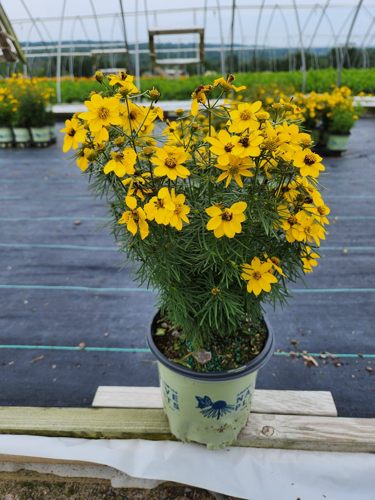 tickseed flower seeds Threadleaf Tickseed – Green Promise Farms
