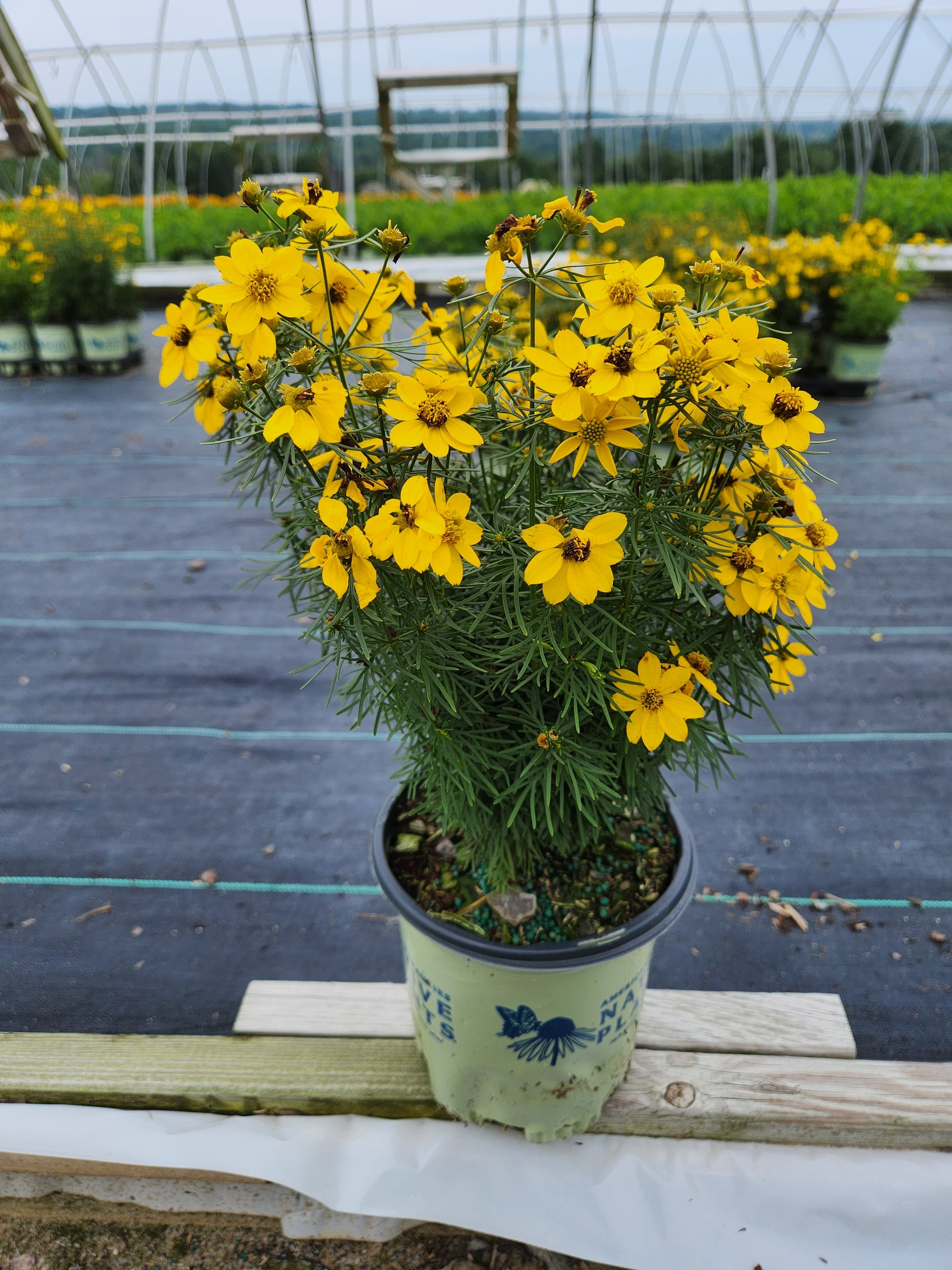 Threadleaf Tickseed in  American Beauties Native Plants® pot
