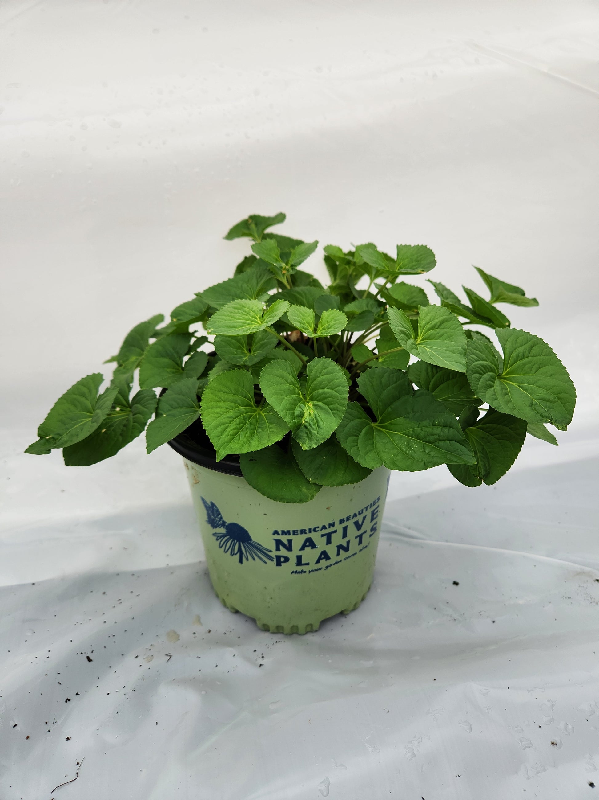 Threadleaf Tickseed in branded pot