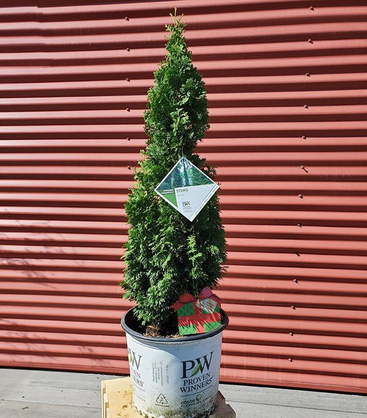 Thuja occidentalis Sting™