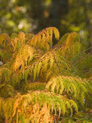Tiger Eyes® Sumac showing multi‑toned foliage from chartreuse to yellow in full sun
