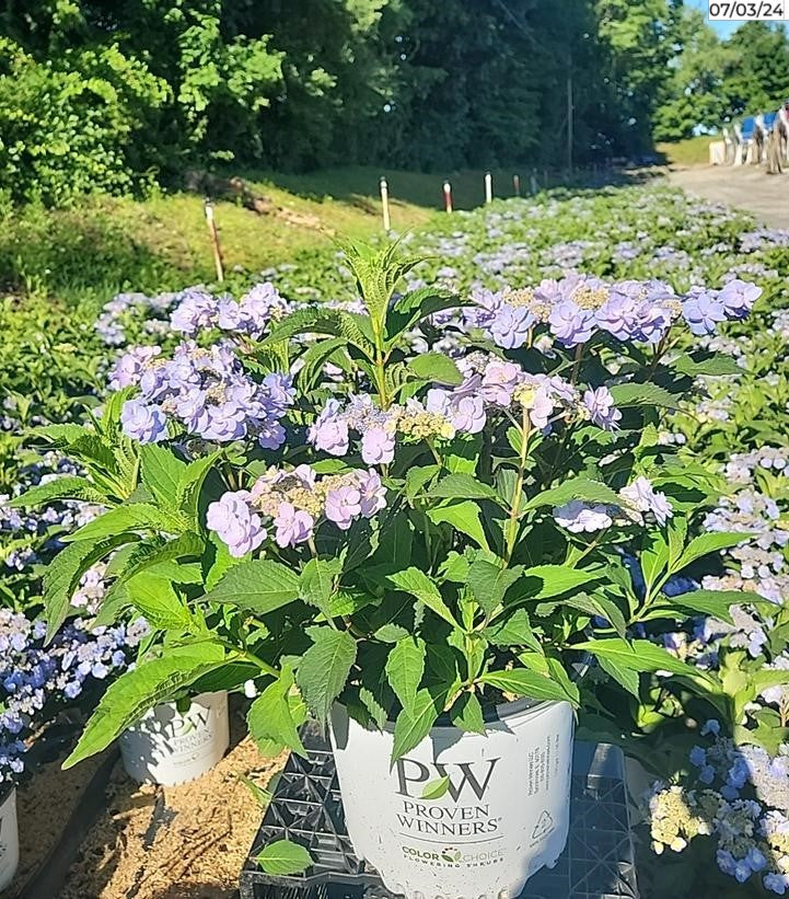 Tiny Tuff Stuff Mountain Hydrangea plant in a nursery pot showing lush green foliage and emerging lacecap flowers