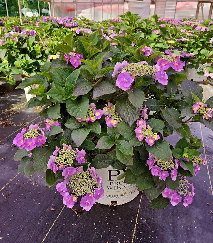 Tiny Tuff Stuff shrub growing with mixed pastel-colored hydrangea blooms in a garden setting
