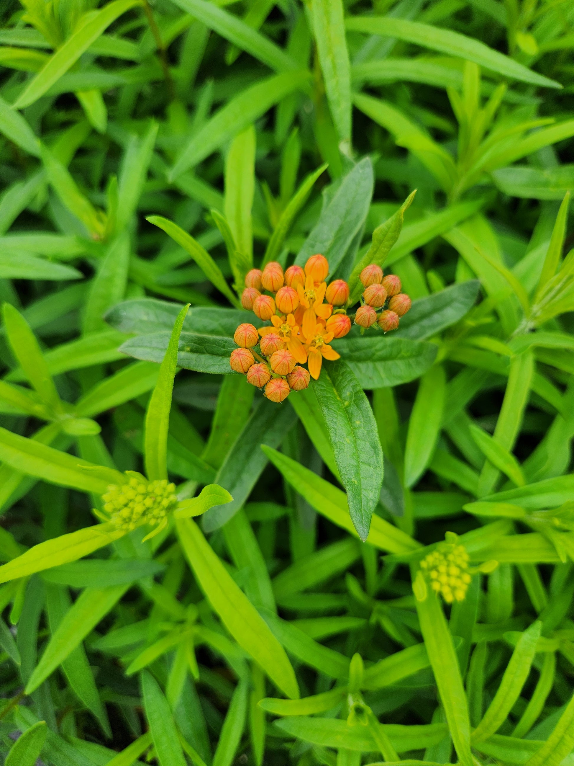 Top view of dense orange flower umbels on butterfly milkweed