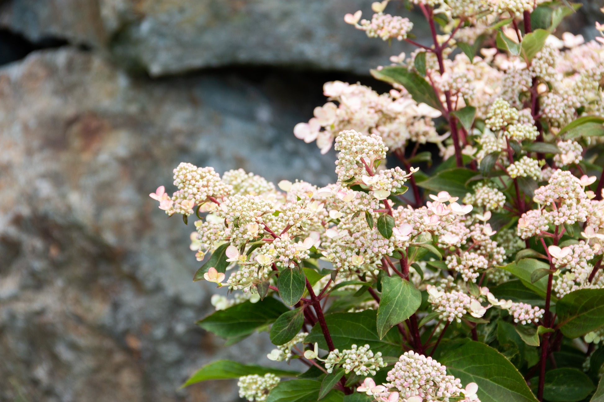 Torch™ Hardy Hydrangea flower close up