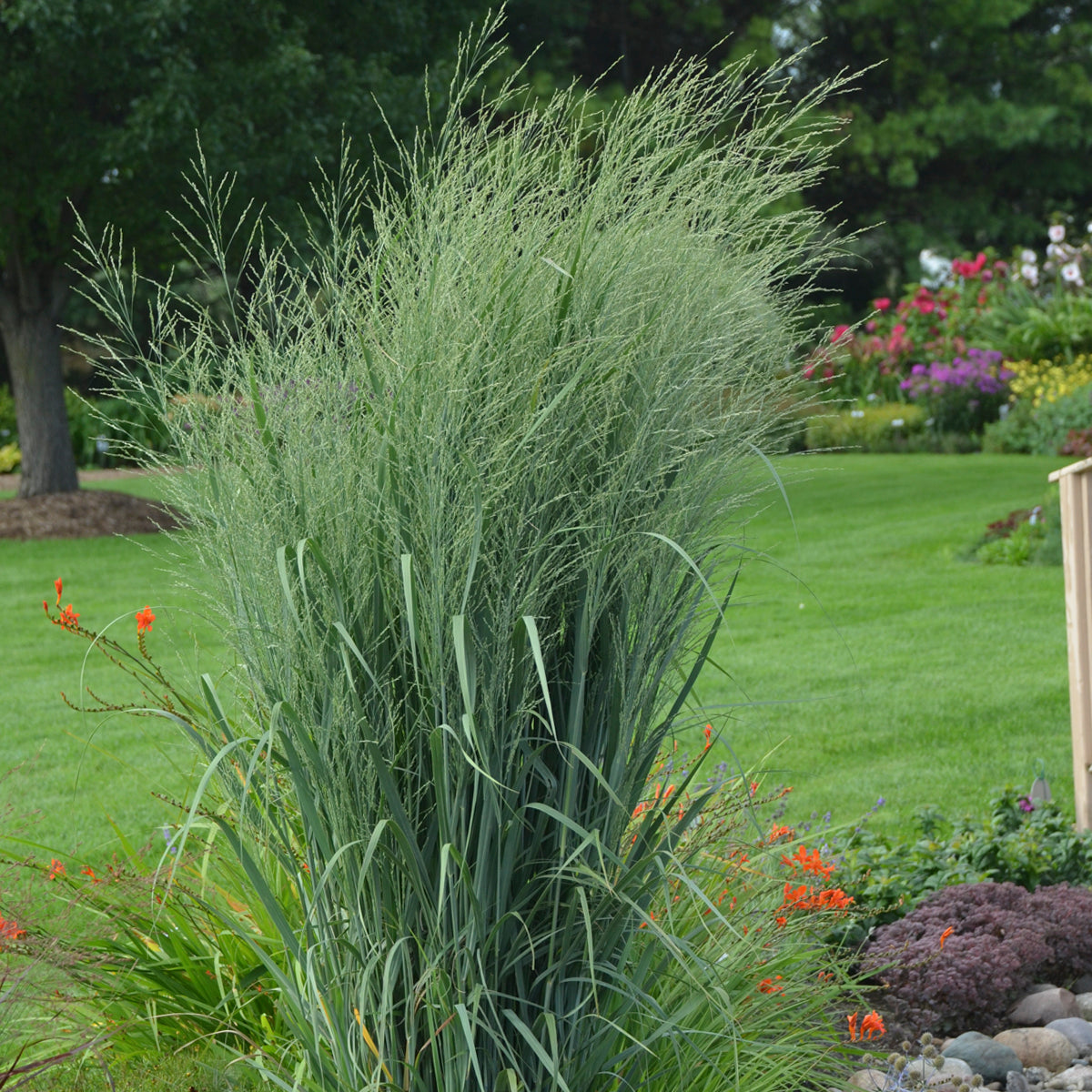 Totem Pole Switch Grass in landscape