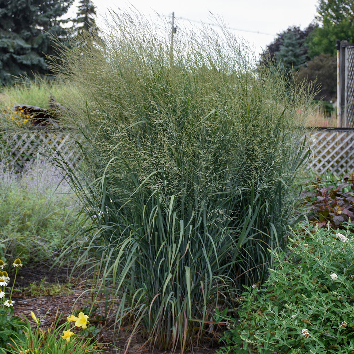 Totem Pole Switch Grass in the backyard garden