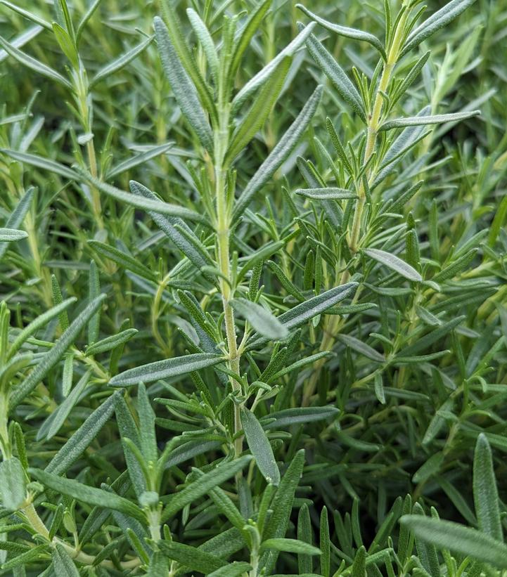 Tuscan Blue Rosemary foliage close up
