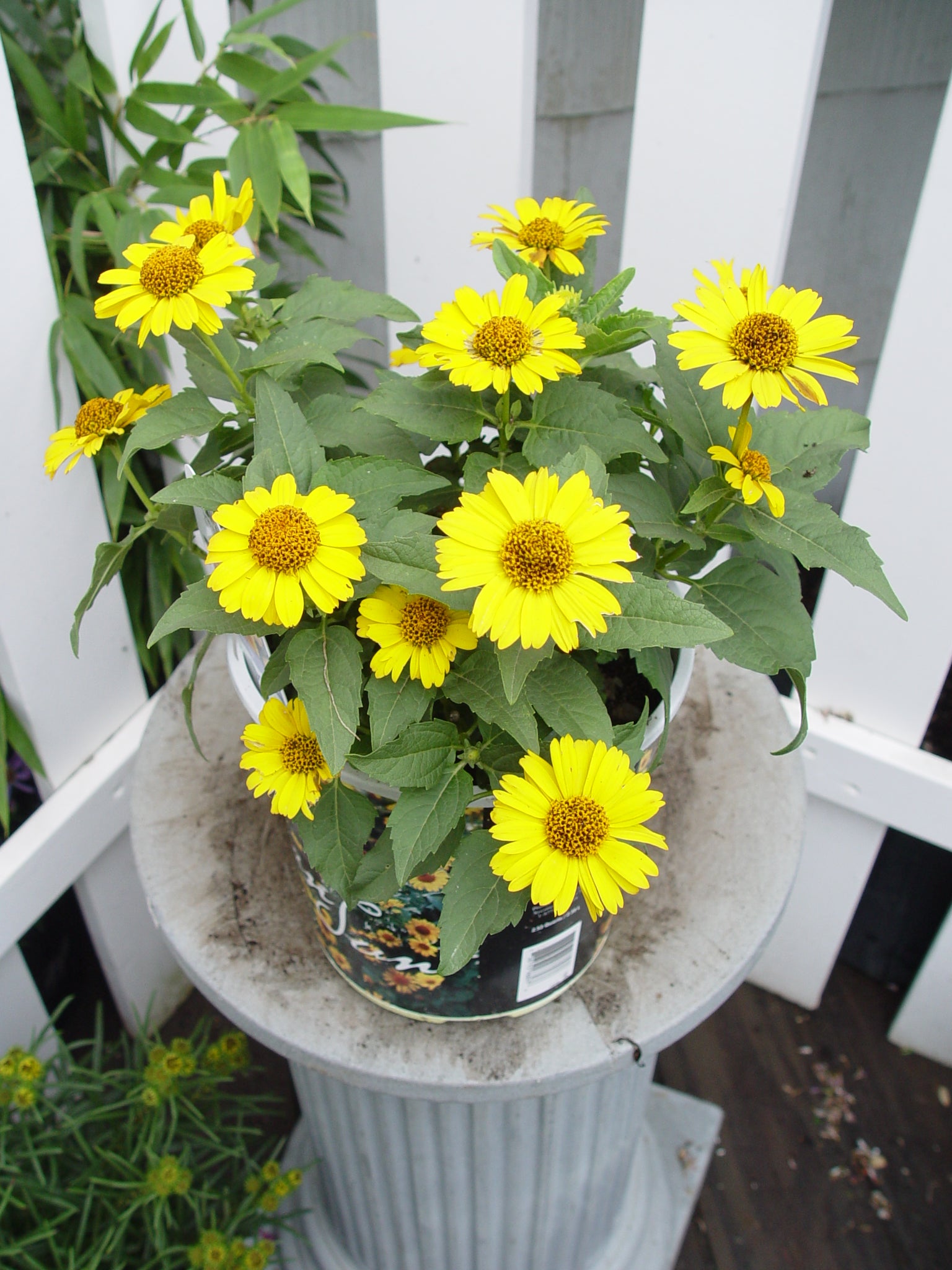 Tuscan Sun False Sunflower in outdoor setting