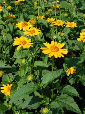Tuscan Sun False Sunflower yellow blooms in the garden
