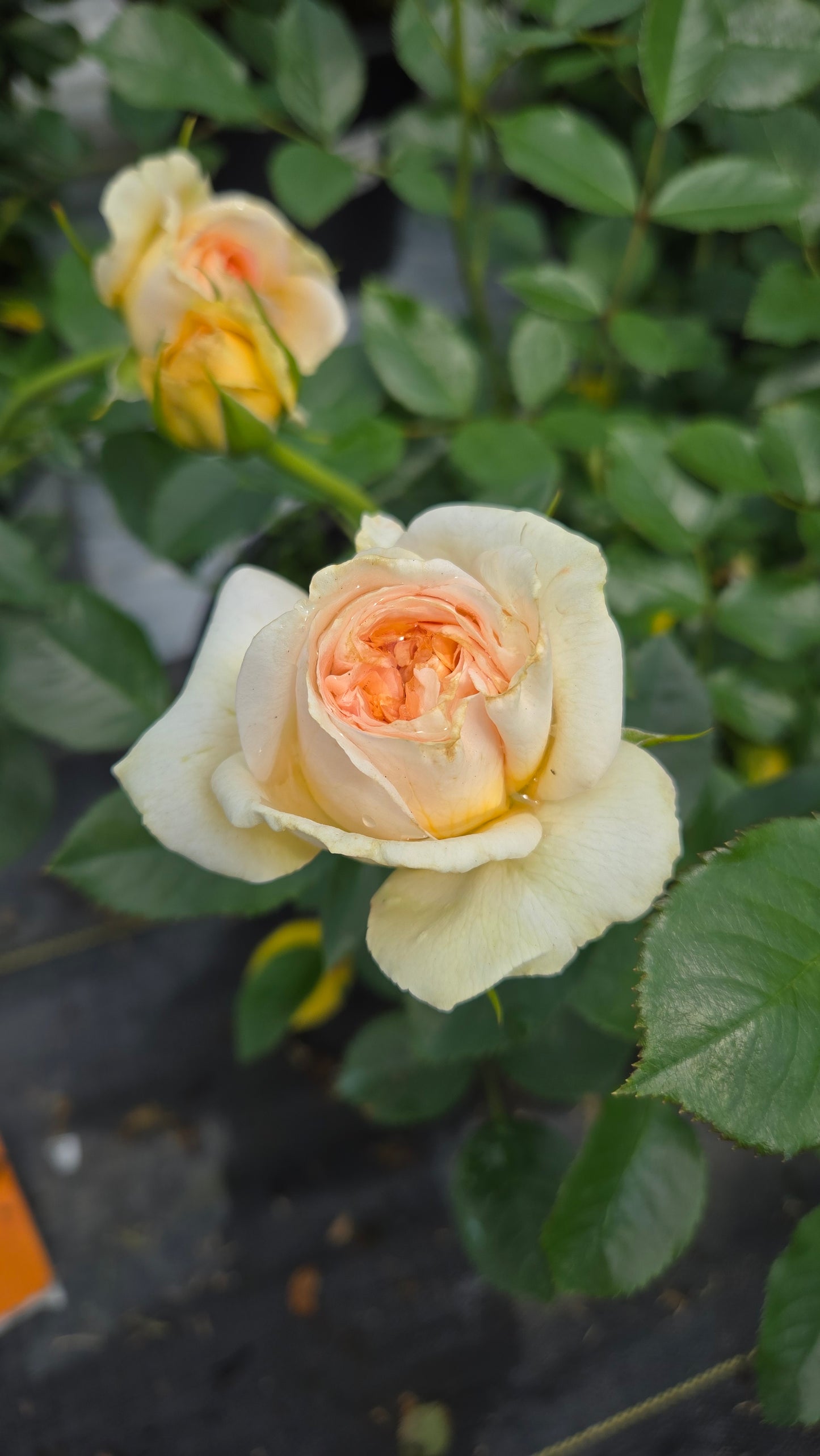 Two peach-colored roses with green leaves in a garden setting