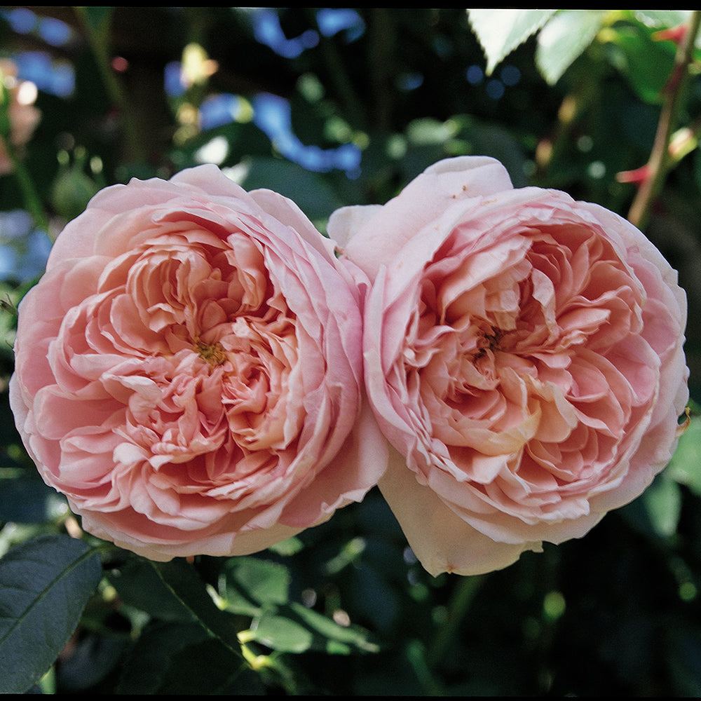 Two pink roses with green leaves in the background