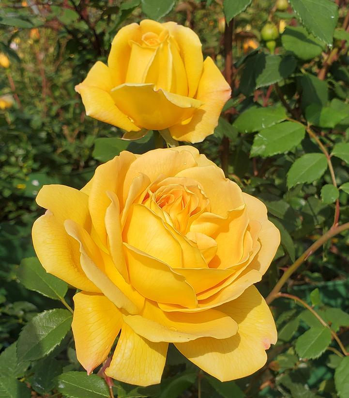 Two yellow English shrub roses with green leaves in the background.