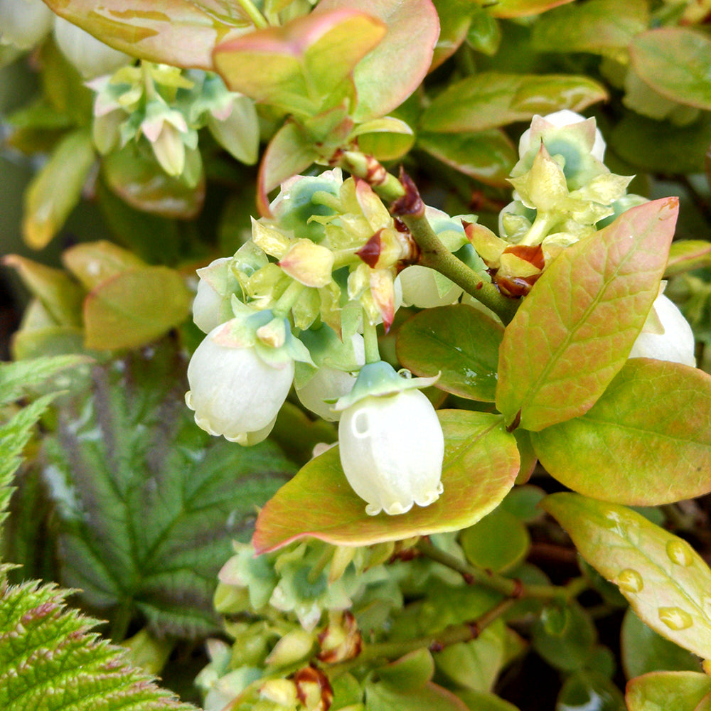 Vaccinium corymbosum hybrid Bushel and Berry® Jelly Bean®