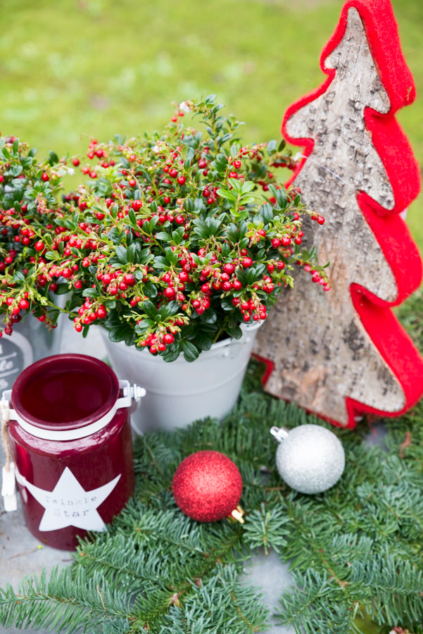 Decorative setup with potted plant, red jar, Christmas tree, and ornaments on a grassy background