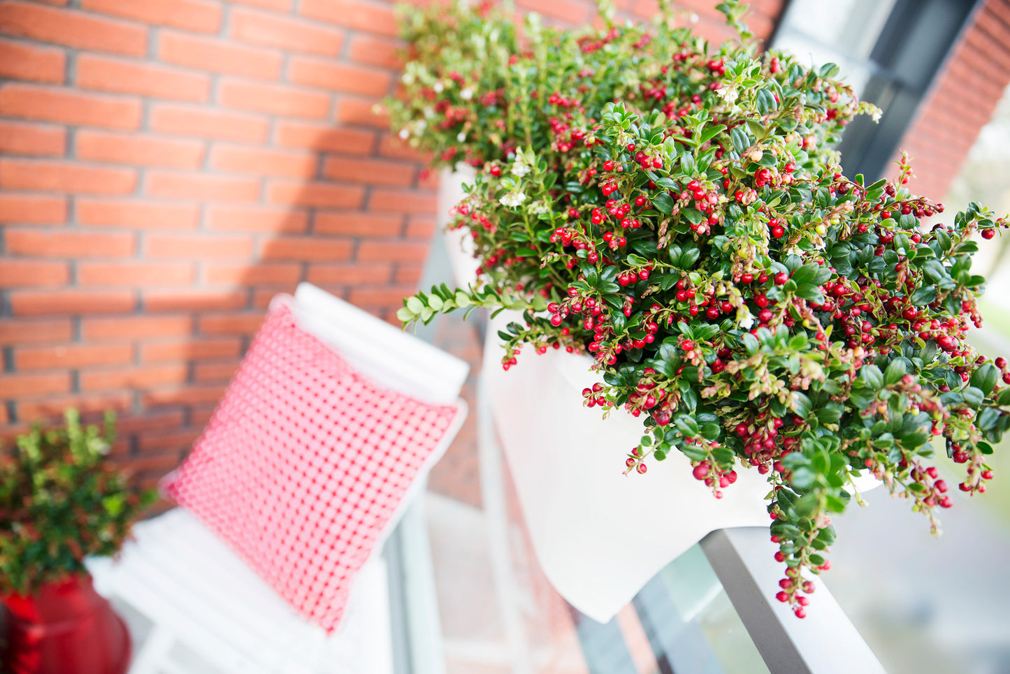 Hanging plant with red berries in front of a brick wall