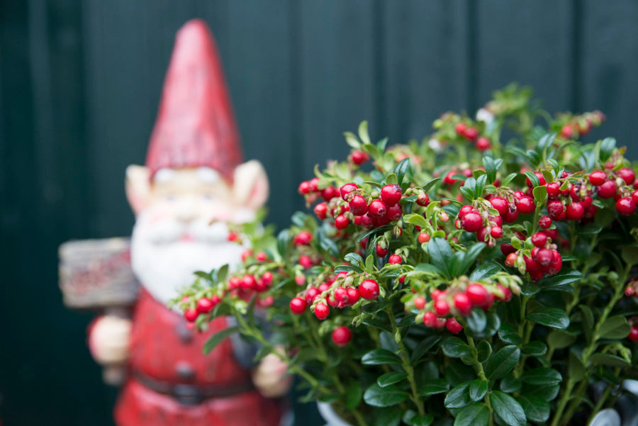 Gnome figurine next to a bush with red berries against a dark background