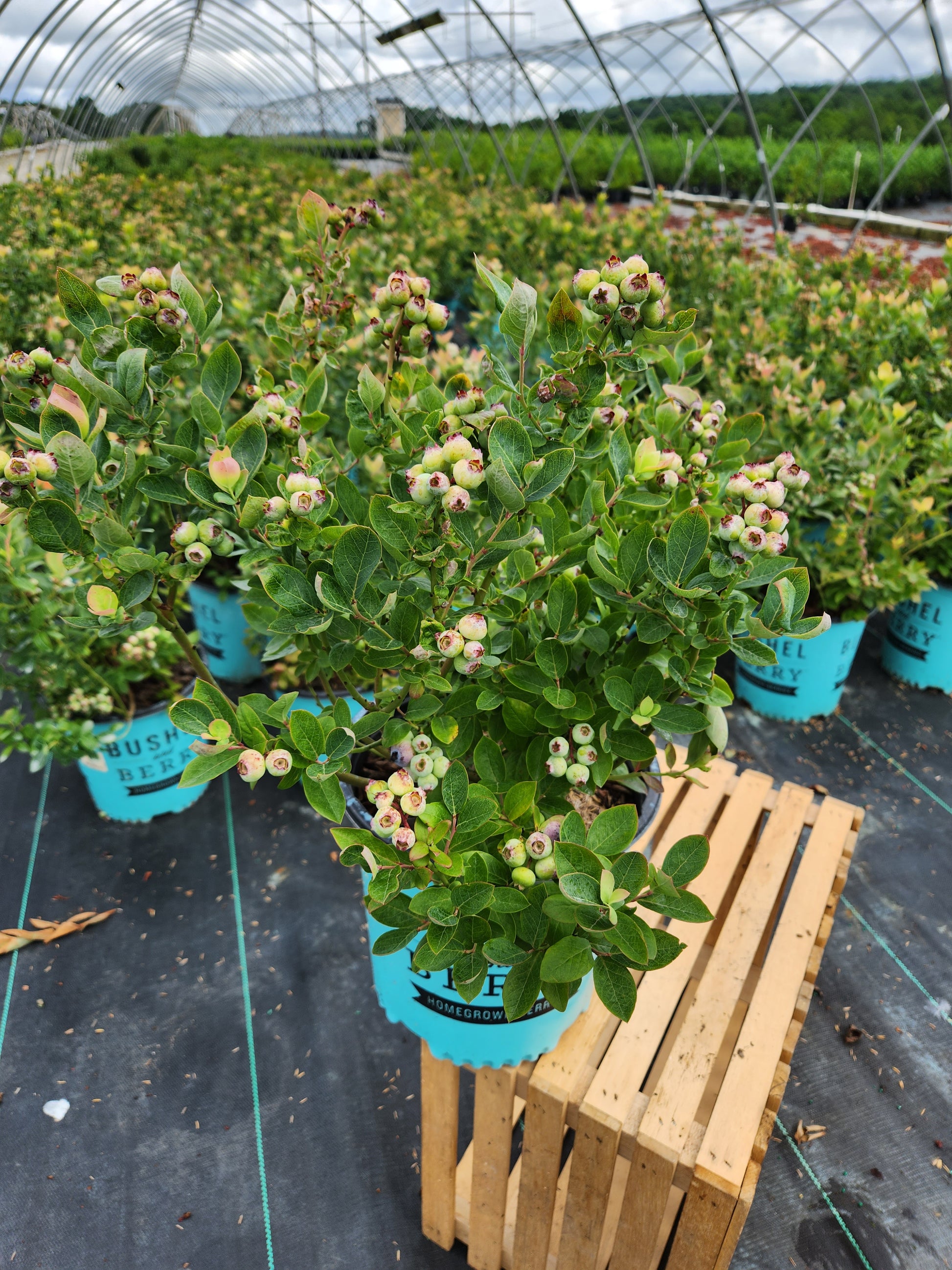 Vaccinium x Peach Sorbet®