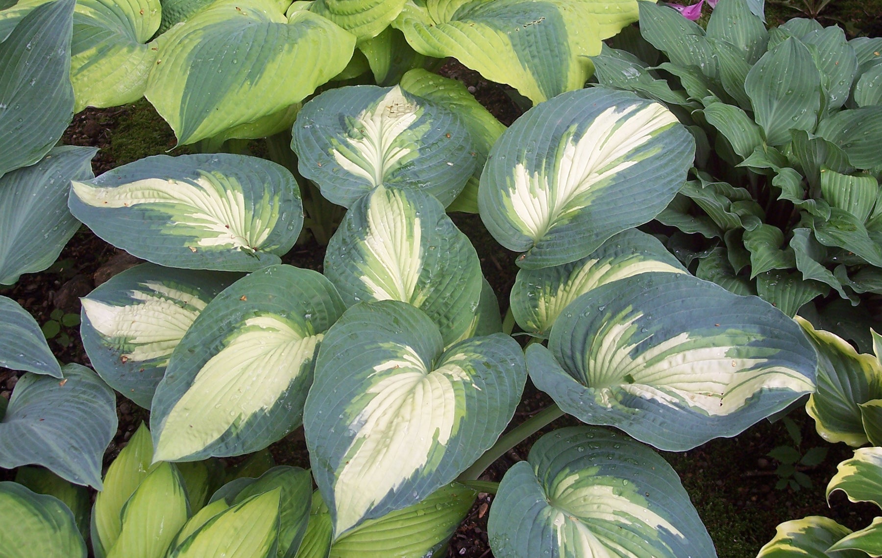 Variegated green and white leaves of a hosta plant in a garden setting.