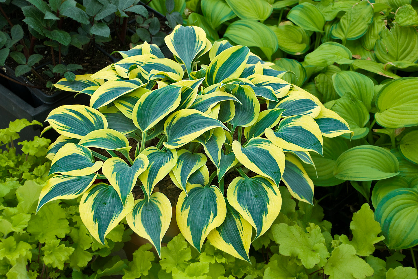 Variegated green and yellow hosta plant in a garden setting