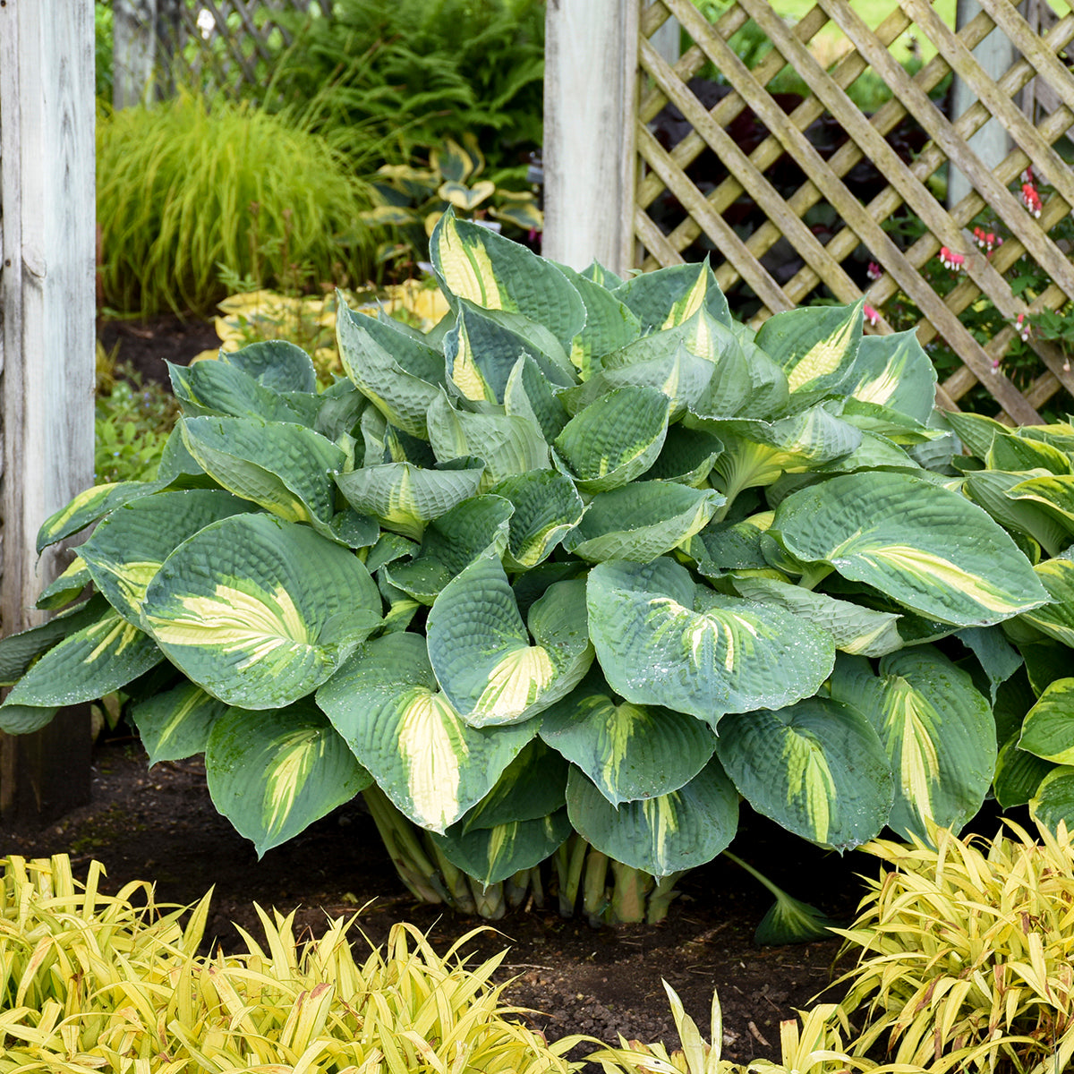 Variegated green and yellow hosta plant in a garden setting with other plants.